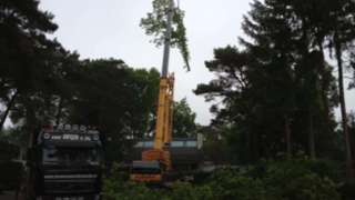 toppen van eikenbomen in Tilburg 